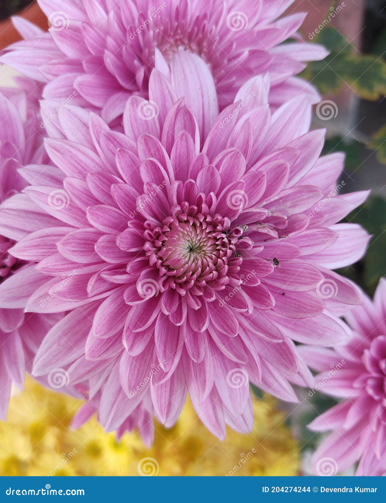 Very Beautiful Flower Is Brand New And Beautiful View Of Nature Stock Photo Image Of Wallpaper Wildflower 204274244