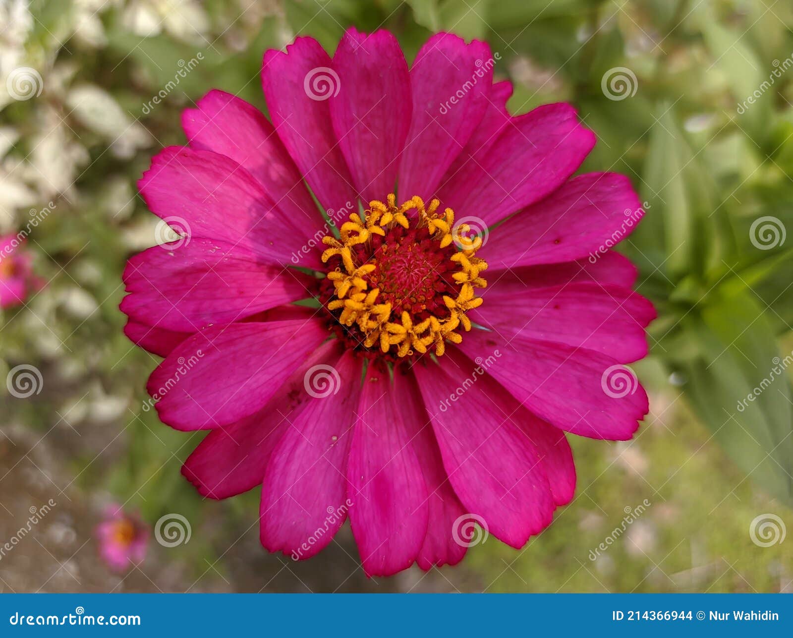 The Most Beautiful Pink Zinnia Elegans Stock Photo Image of beautiful