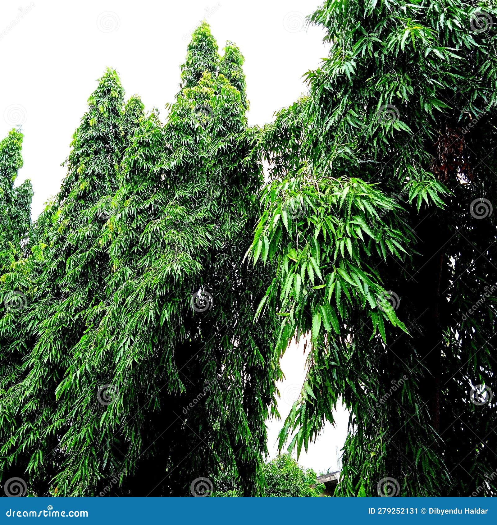 Most beautiful tree garden stock image. Image of beautiful 279252131