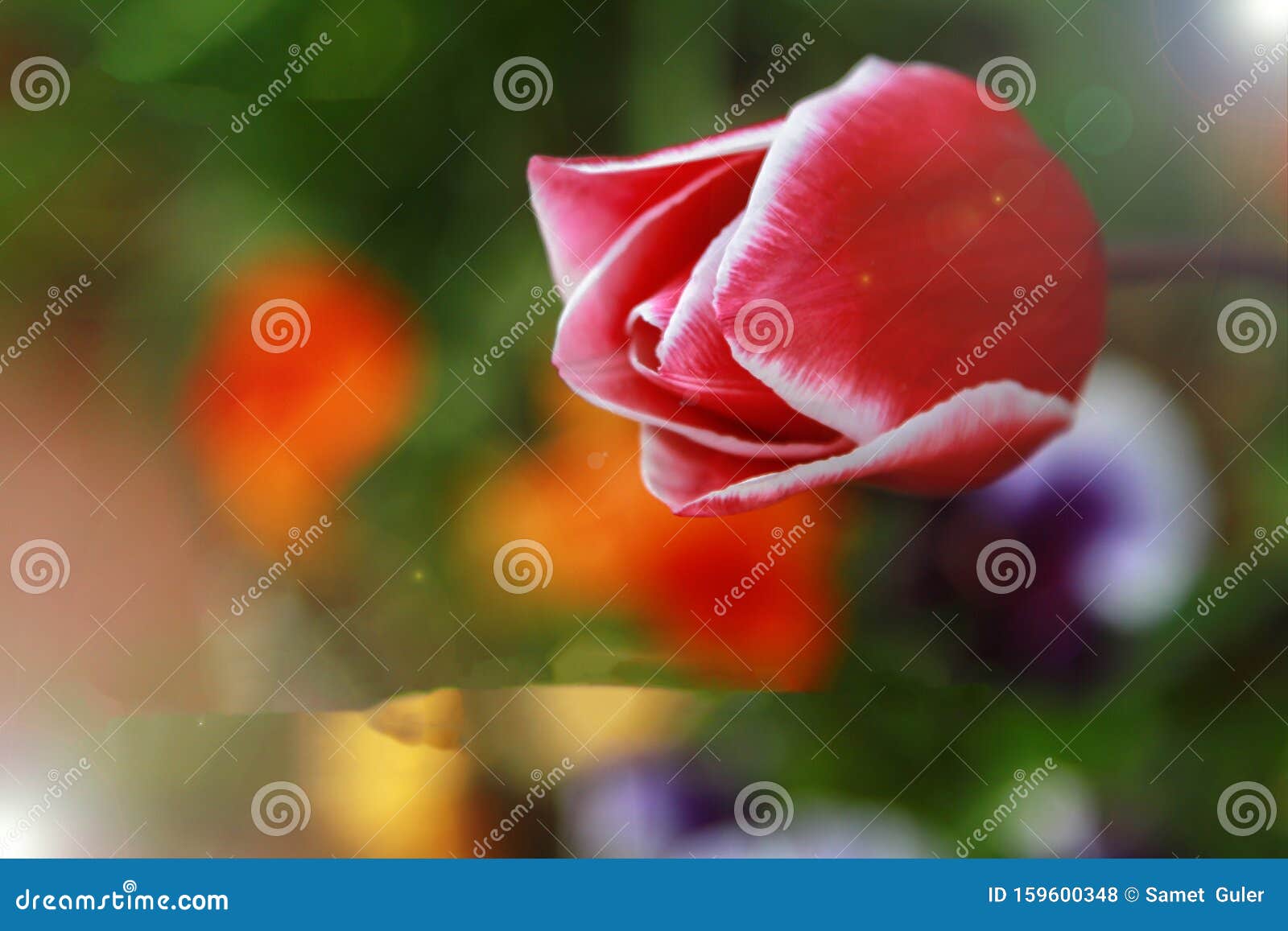 the most beautiful tulip gardens in the world, production and colorful tulip fields..