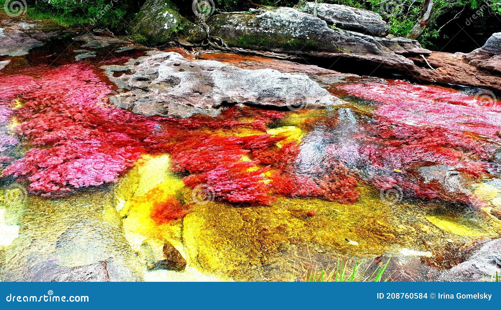 the most beautiful and unusual river in the world cano cristales
