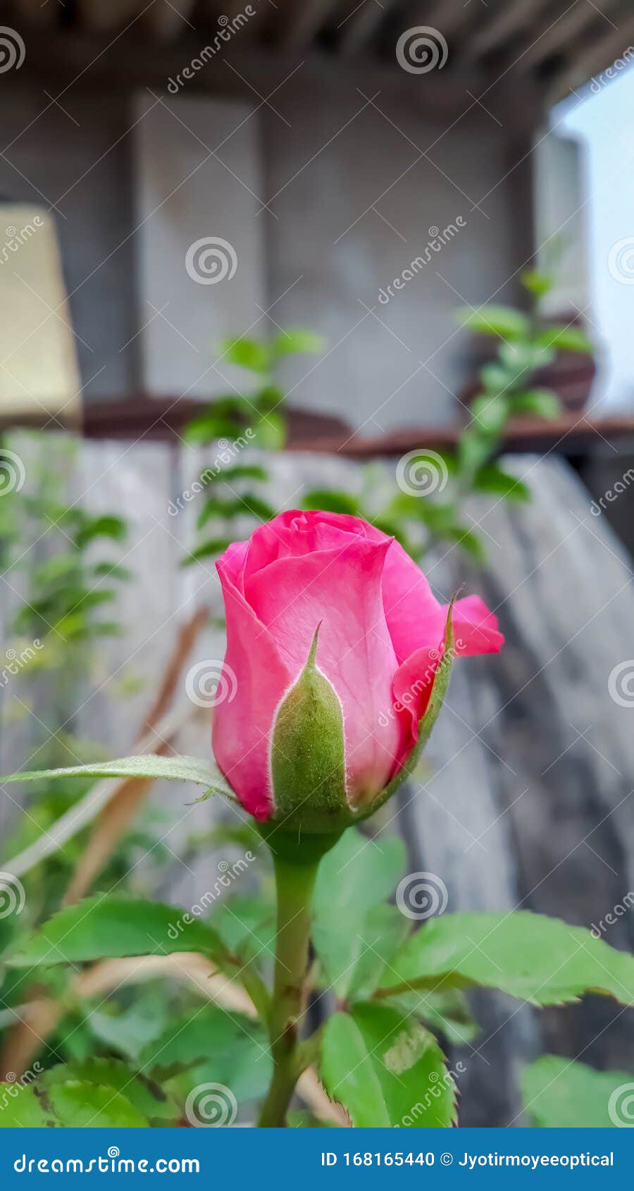 beautiful single rose flowers