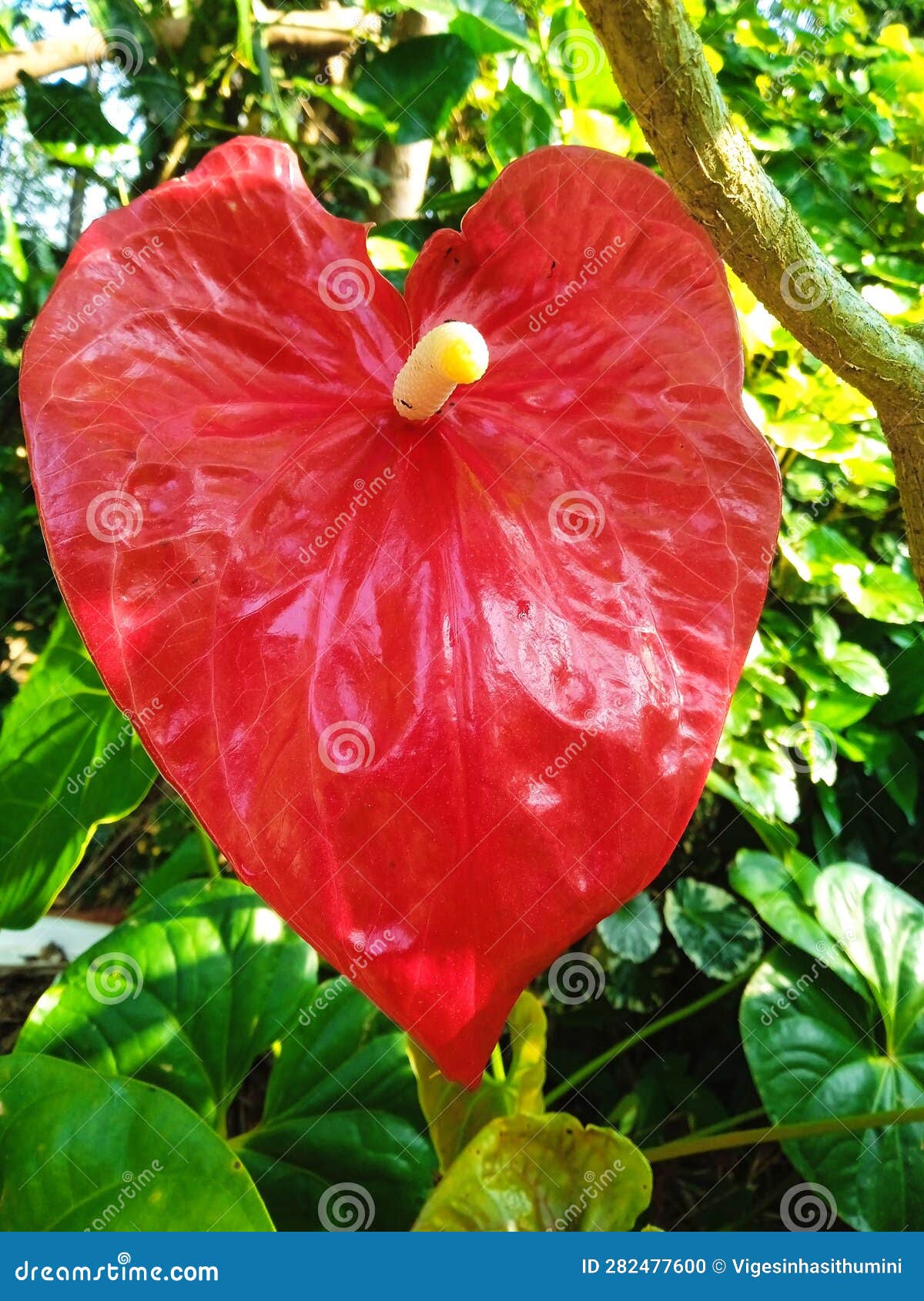 Most Beautifull Anthurium Flower in the Garden Stock Photo Image of