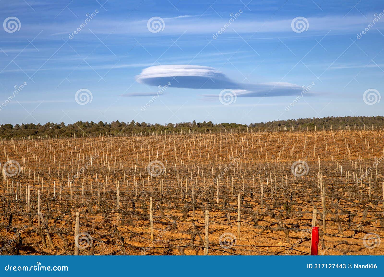 vineyards of the ribera del duero ation of origin. castile and leon, spain.