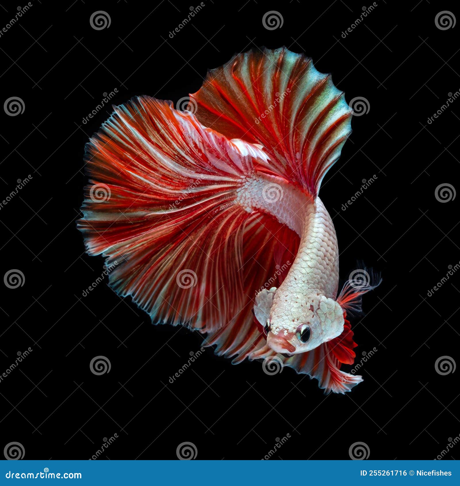 My Image 31