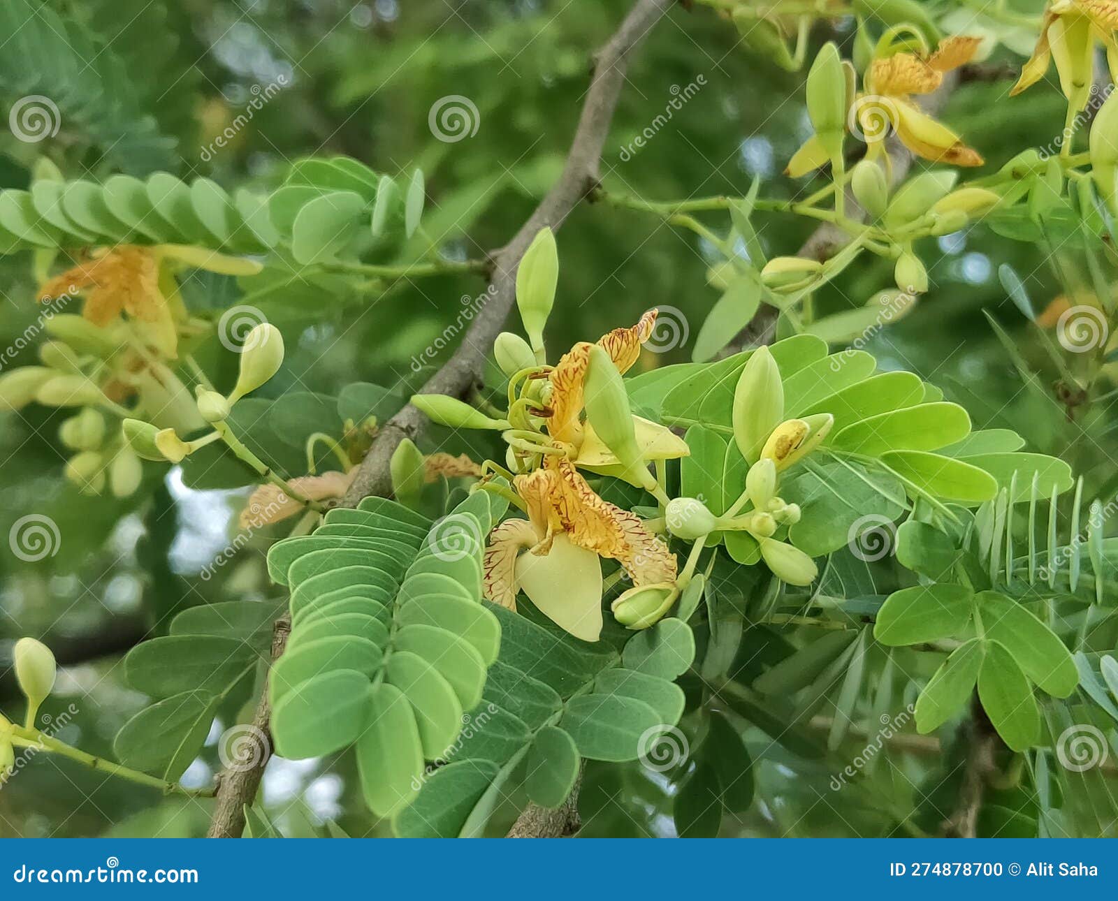 Most Common Flower in Bangladesh Stock Photo Image of shrub, adesh
