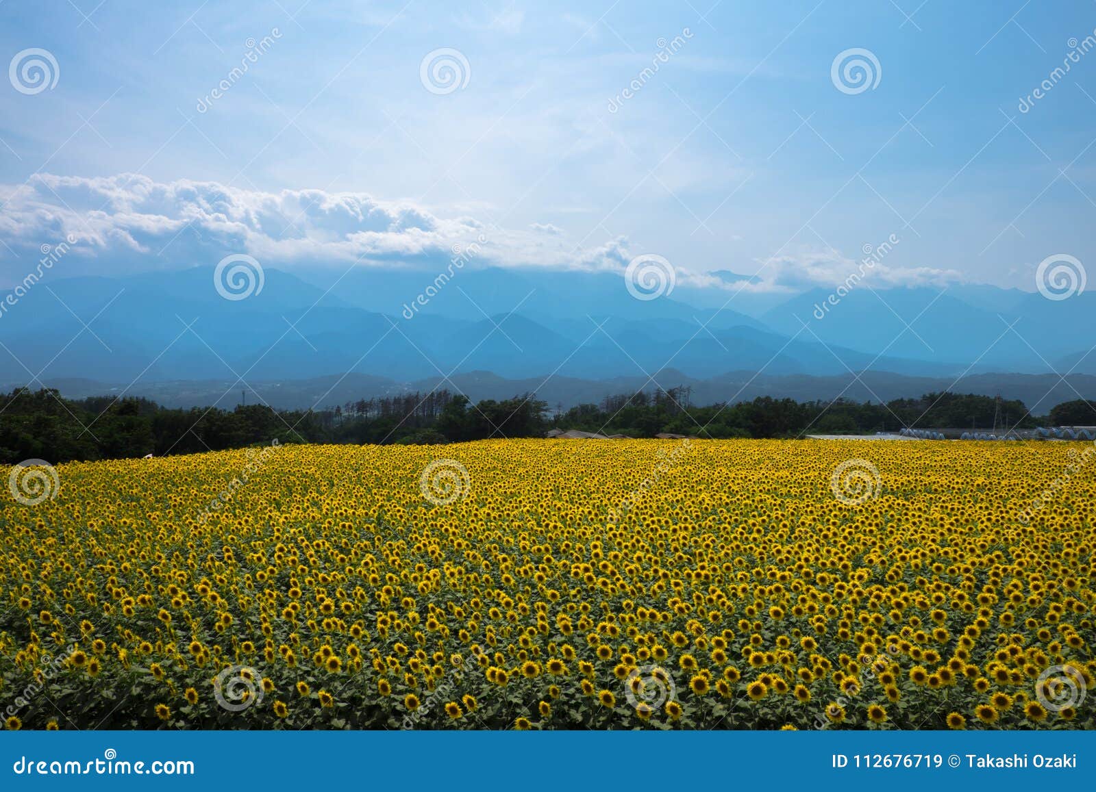SunFlower in Japan stock image. Image of melt, nippon 112676719