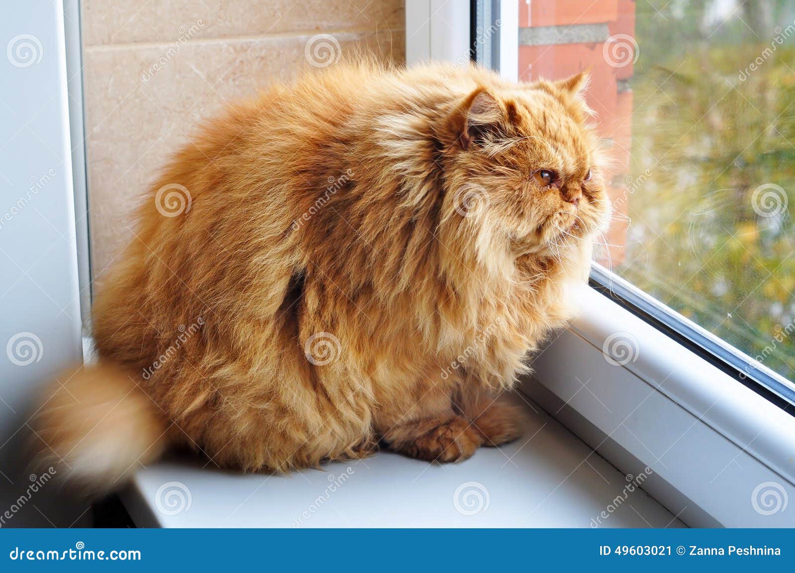 fat fluffy orange cat