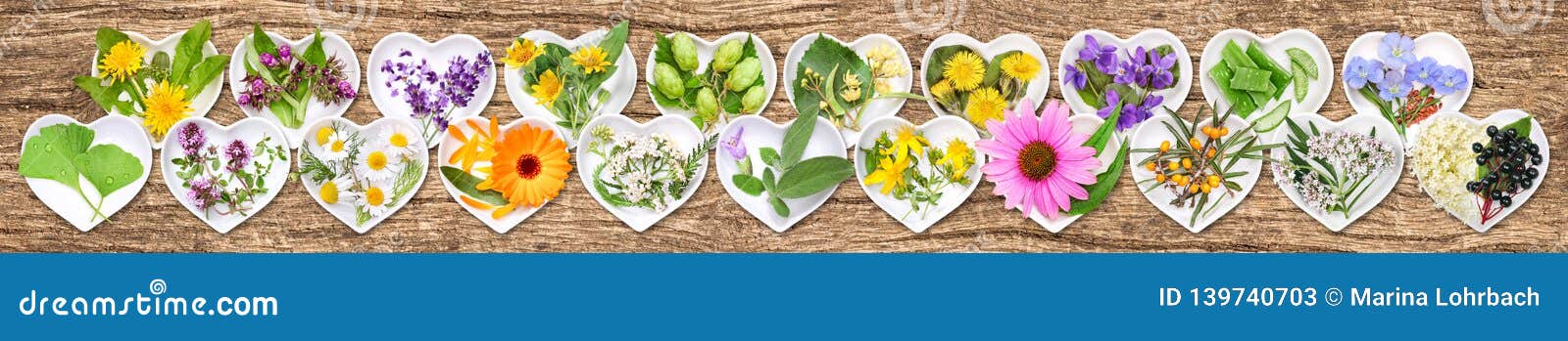 the most important medicinal plants