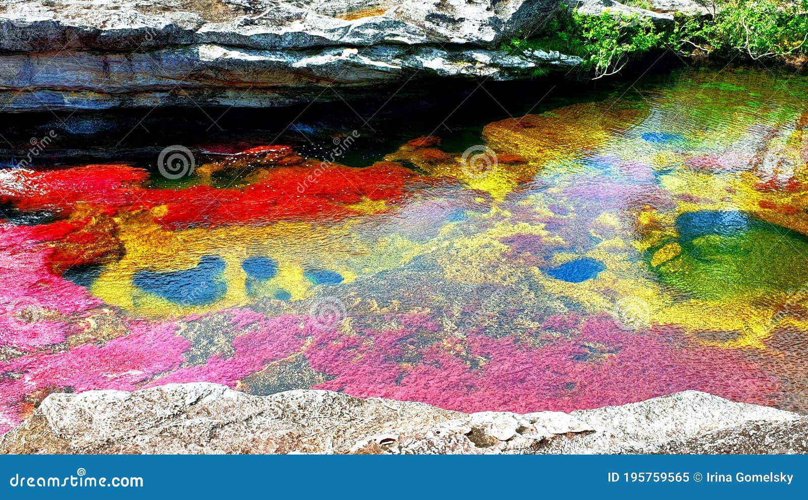 the most picturesque multi colored river in the world, cano cristales, serrania de la macarena national park, colombia