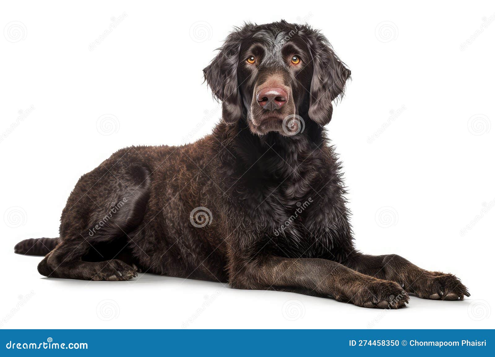the most popular dog breeds worldwide in no particular order, isolate on white background.