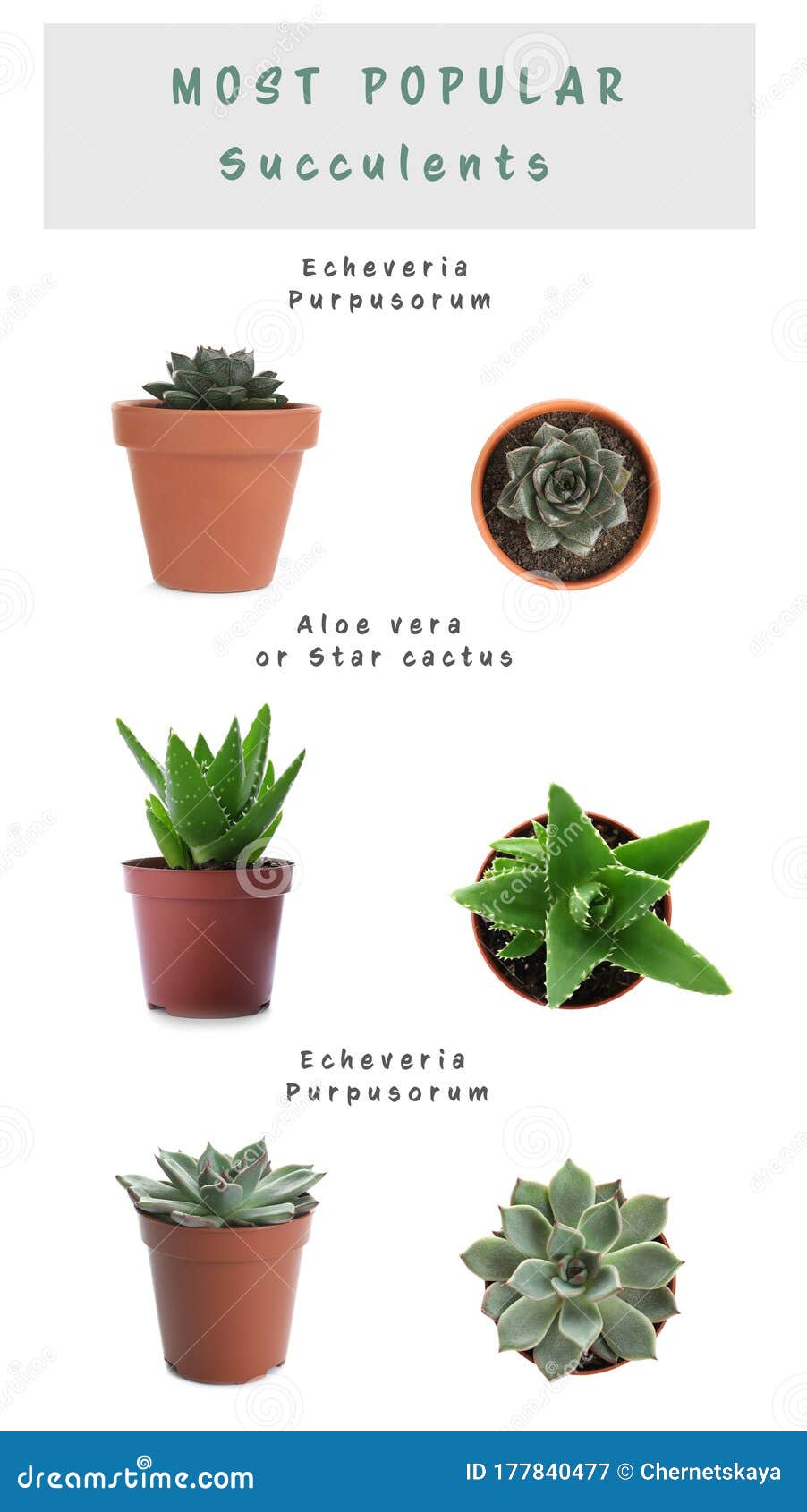 741 Succulent Varieties Stock Photos - Free & Royalty-Free Stock Photos  from Dreamstime