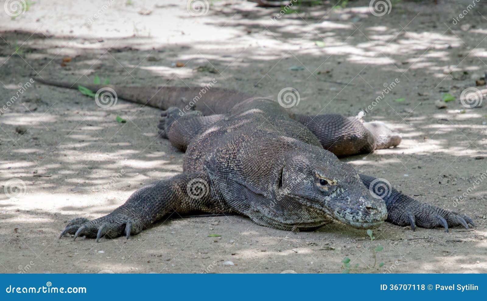 Most real dragon stock photo. Image of giant, goanna - 36707118