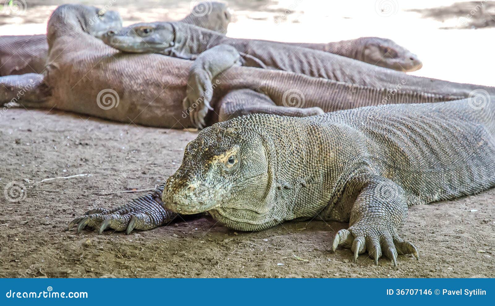 Most real dragon stock photo. Image of indonesia, komodo - 36707146