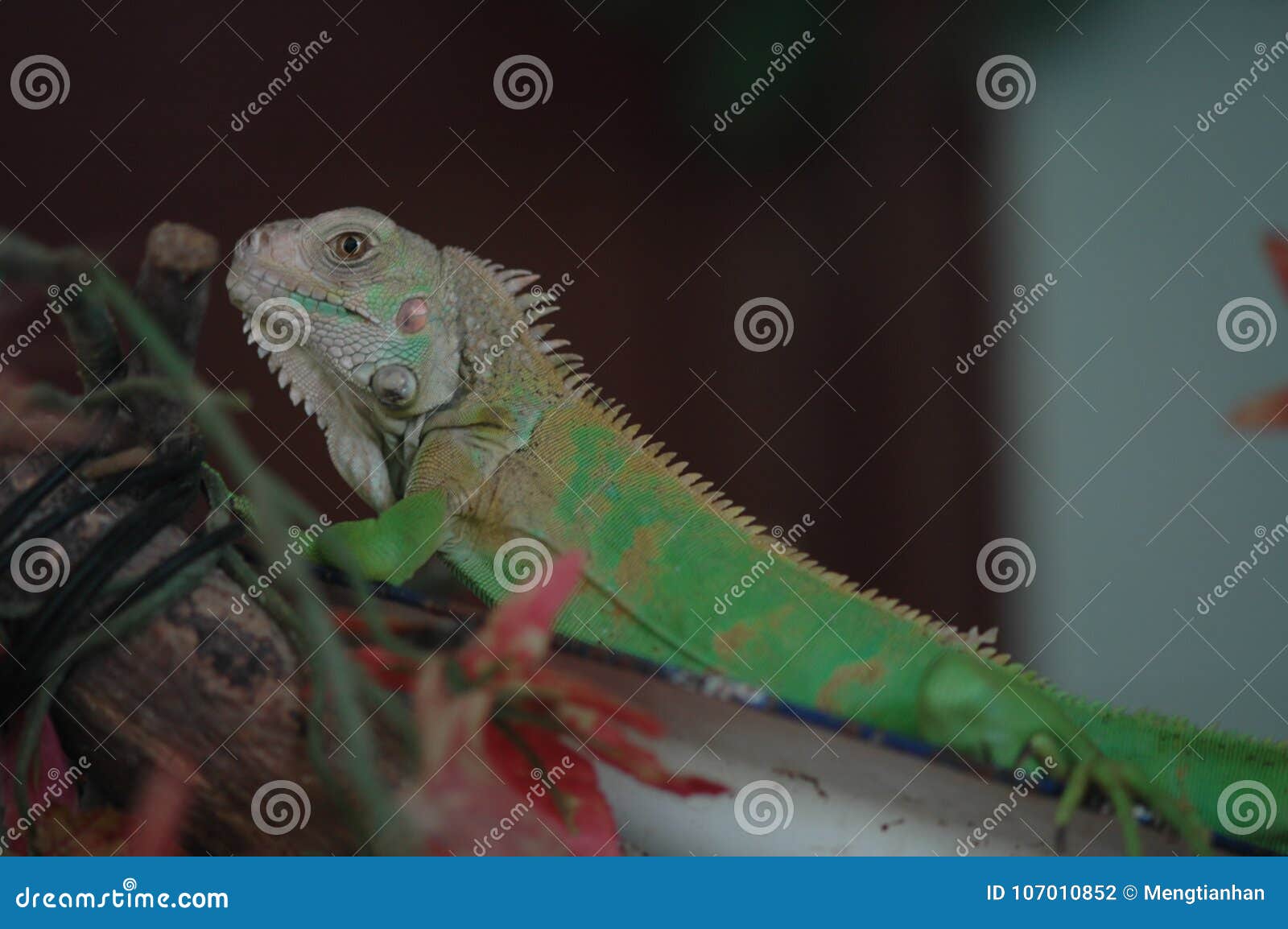 cabrite-lizard