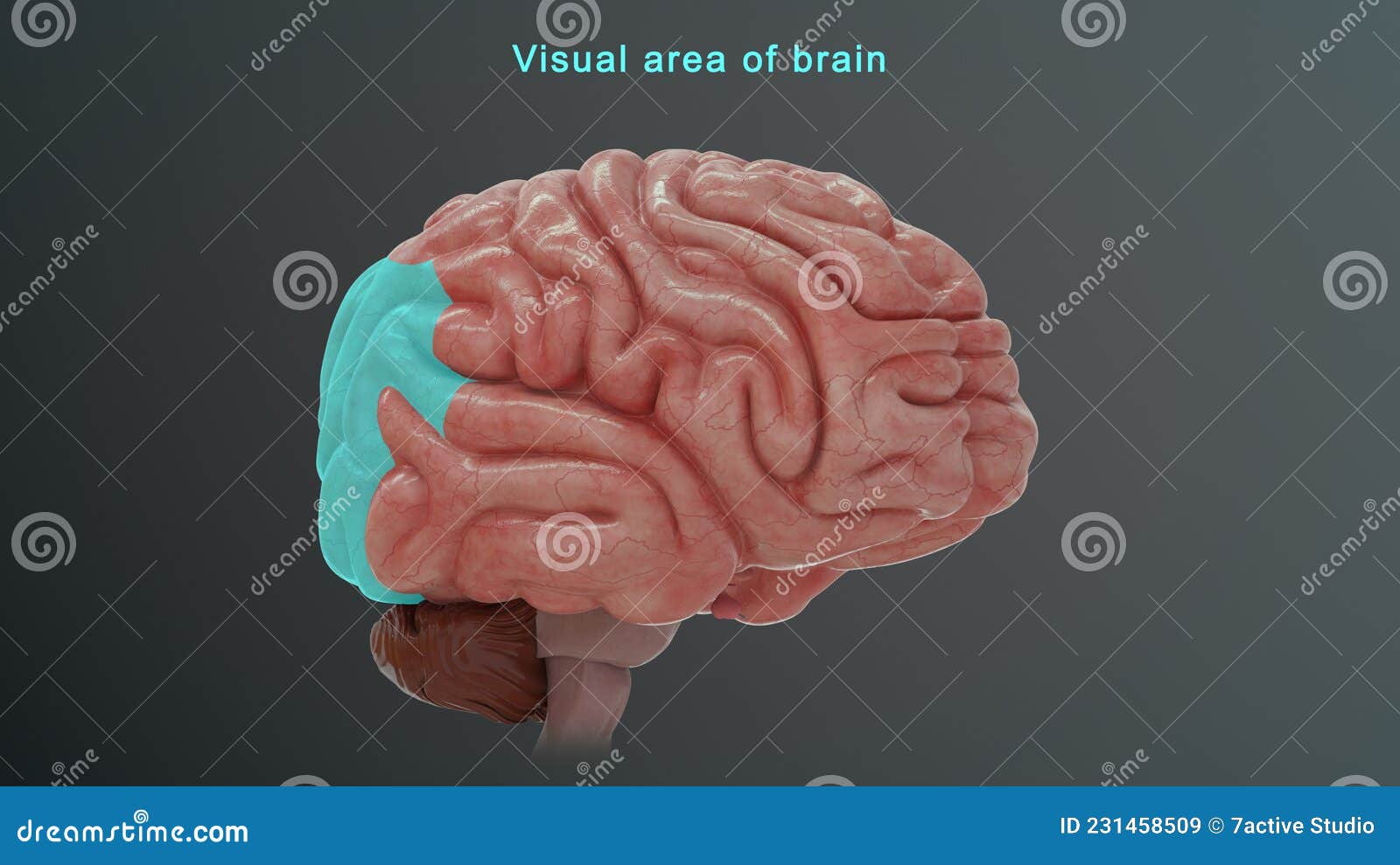 visual area of human brain