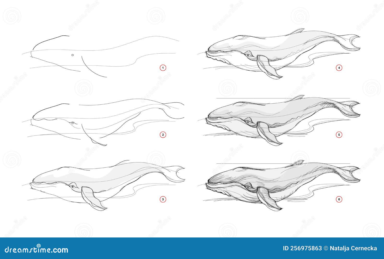 Como desenhar uma baleia 