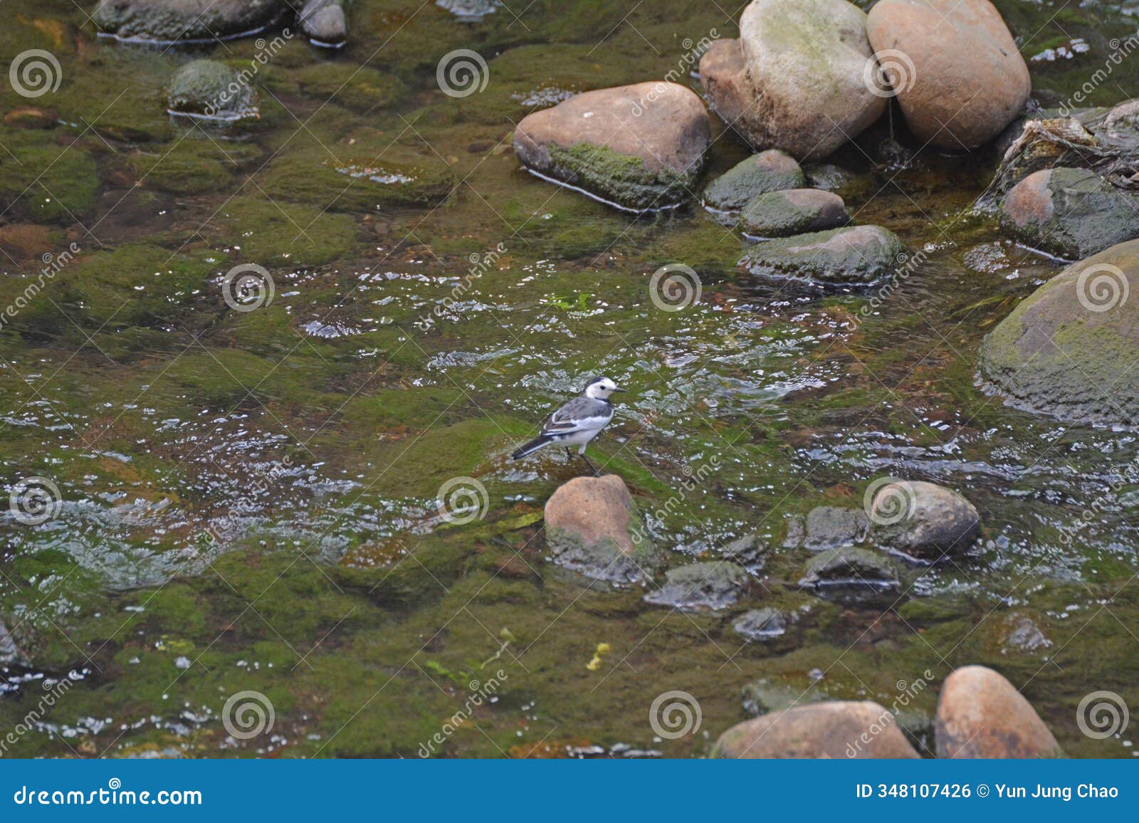 motacilla alba lugens chirping on the stone