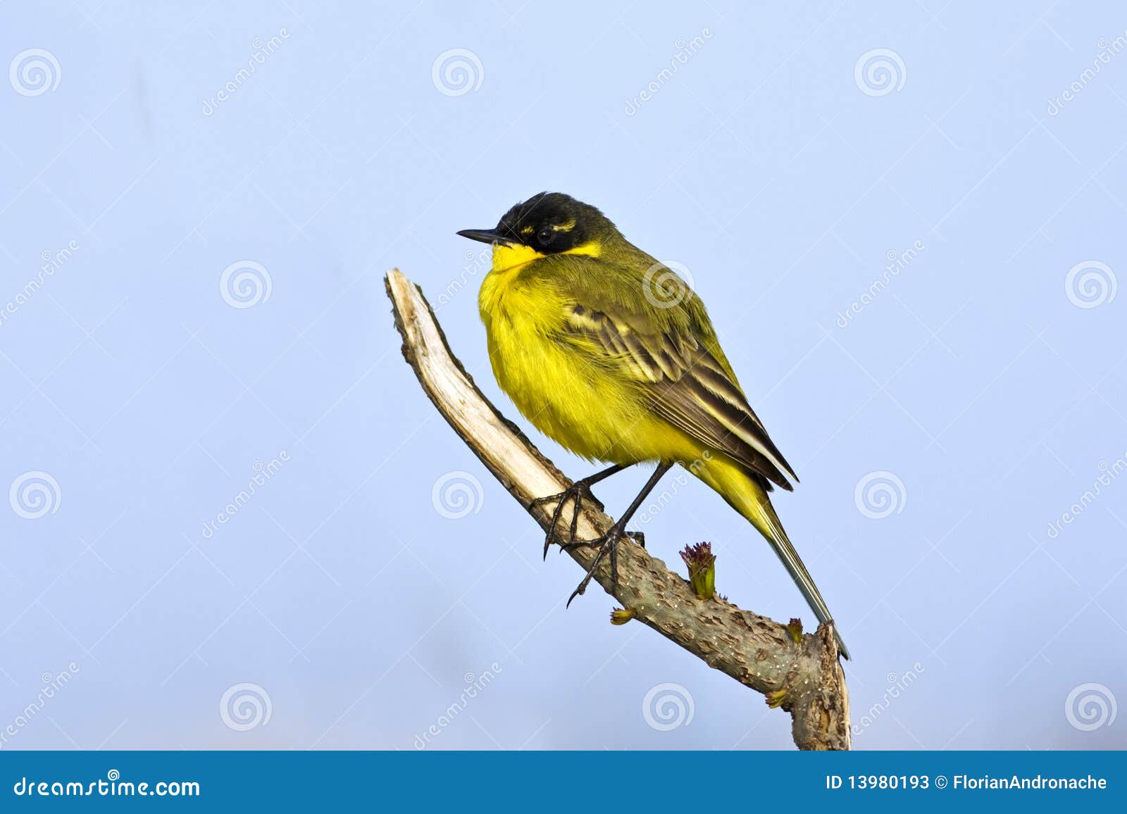 Motacilla flava wagtail κίτρινο. Motacilla flava κλάδων wagtail κίτρινο