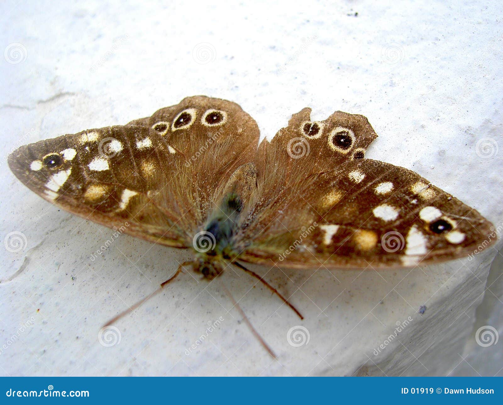 1,318 Moth Protection Stock Photos - Free & Royalty-Free Stock Photos from  Dreamstime