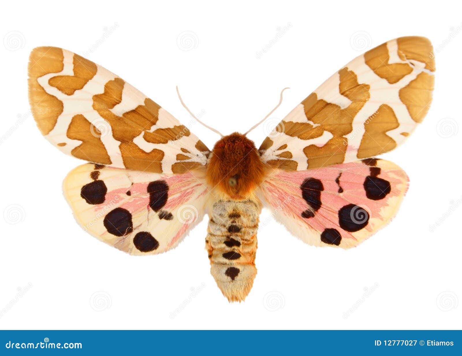 13,874 Butterflies Flying Stock Photos - Free & Royalty-Free Stock Photos  from Dreamstime