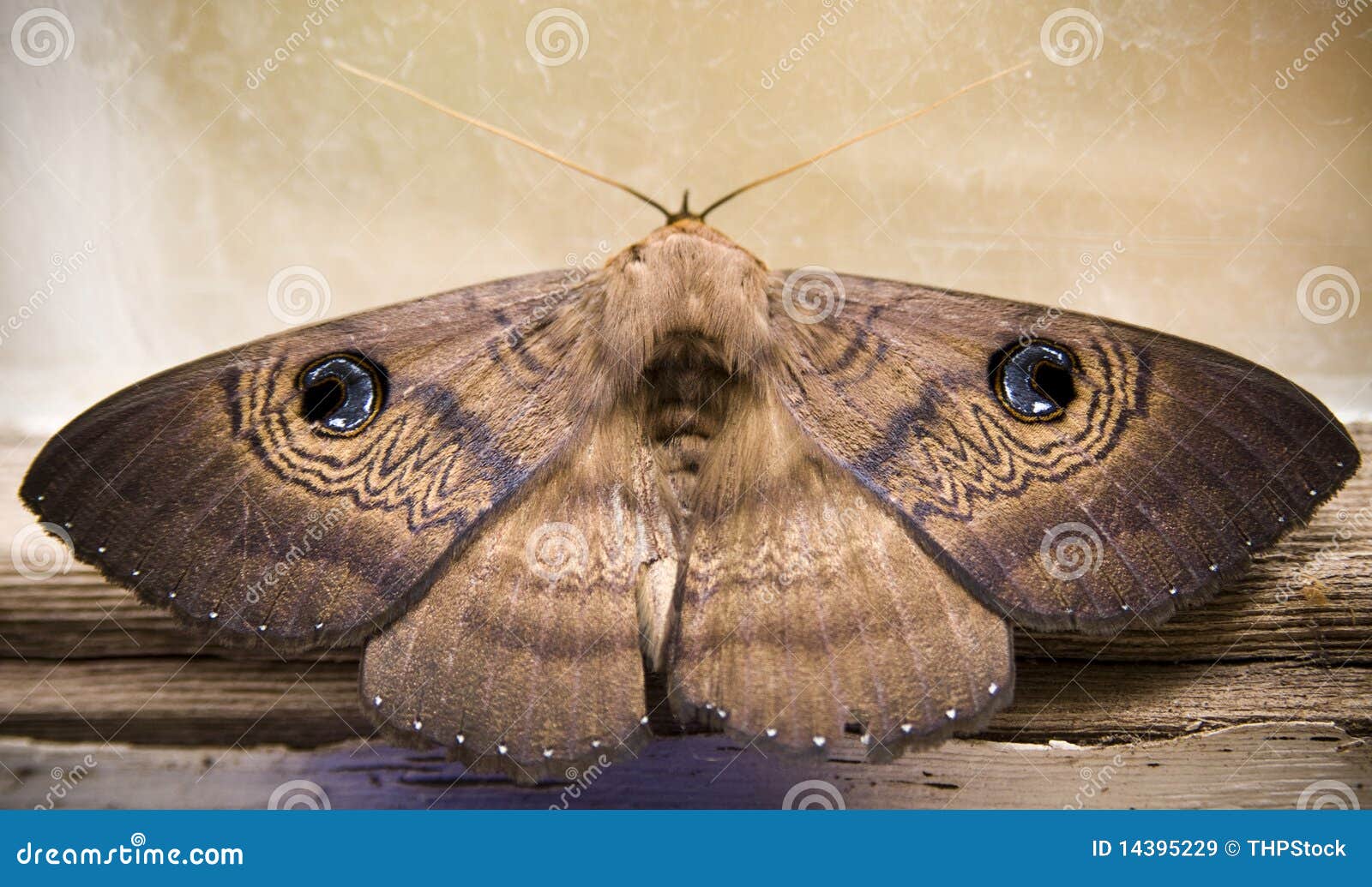 moth-14395229.jpg