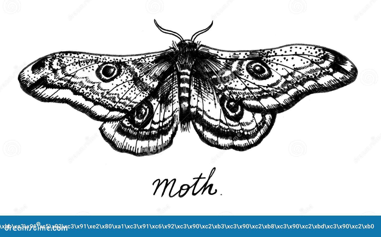 Tattoo Illustration Tattoo Moth Drawing