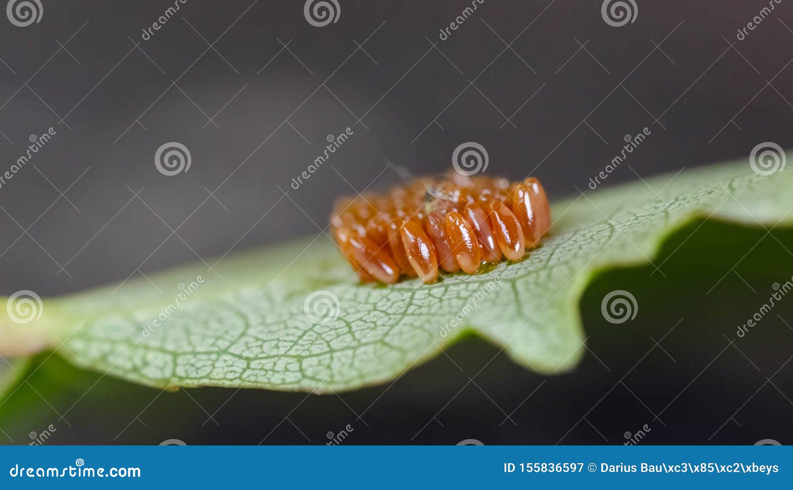 Butterfly Eggs Neatly Tucked Away In Rows On The Underside Of A Leaf