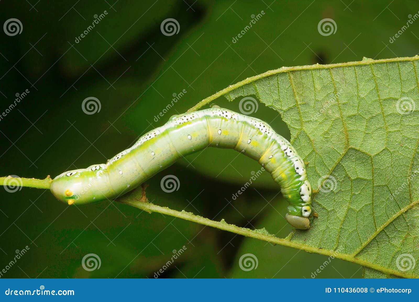 Moth Caterpillar , Aarey Milk Colony , INDIA Stock Photo