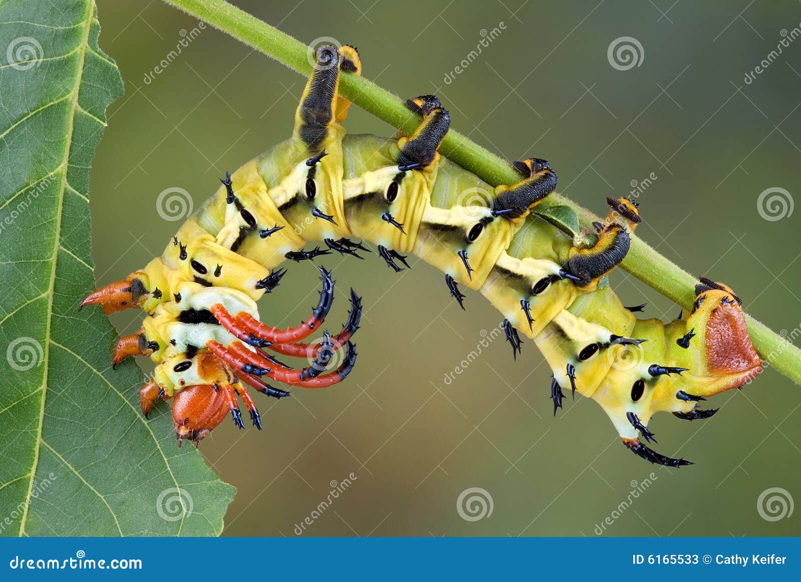 Moth Caterpillar Eating Walnut Leaf Stock Image Image of lepidoptera