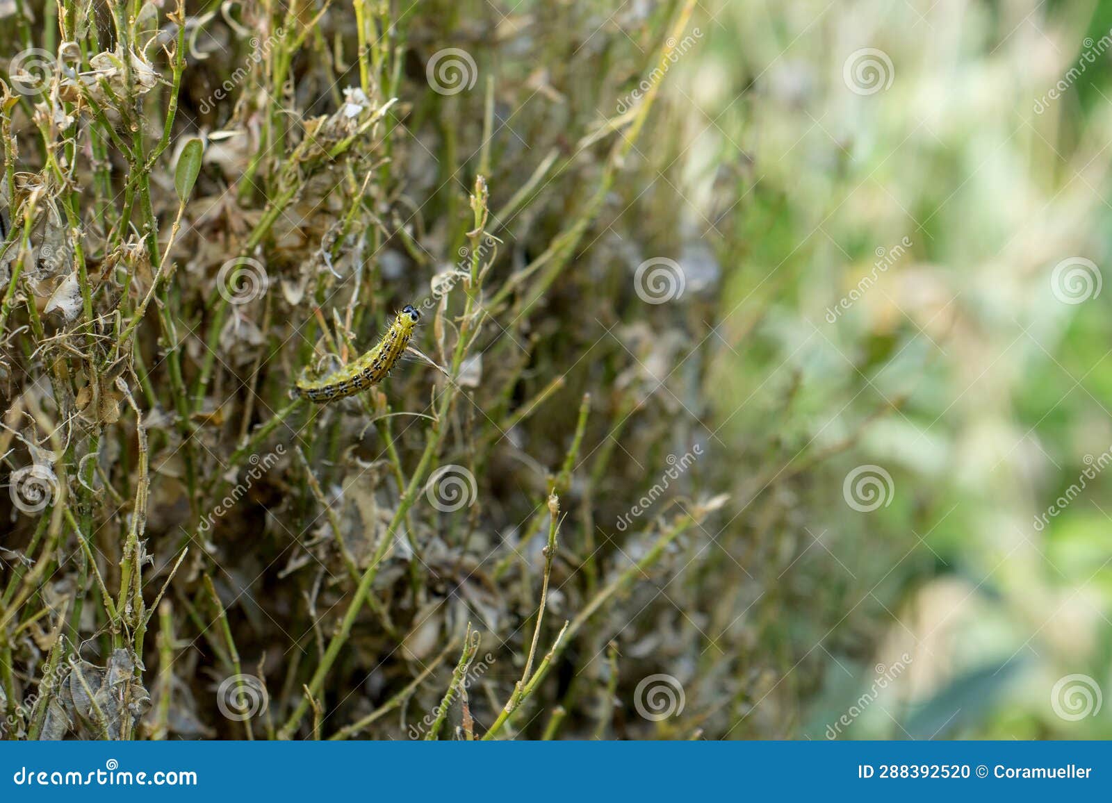 Moth Caterpillar Eats the Box Tree Bare Stock Photo Image of close