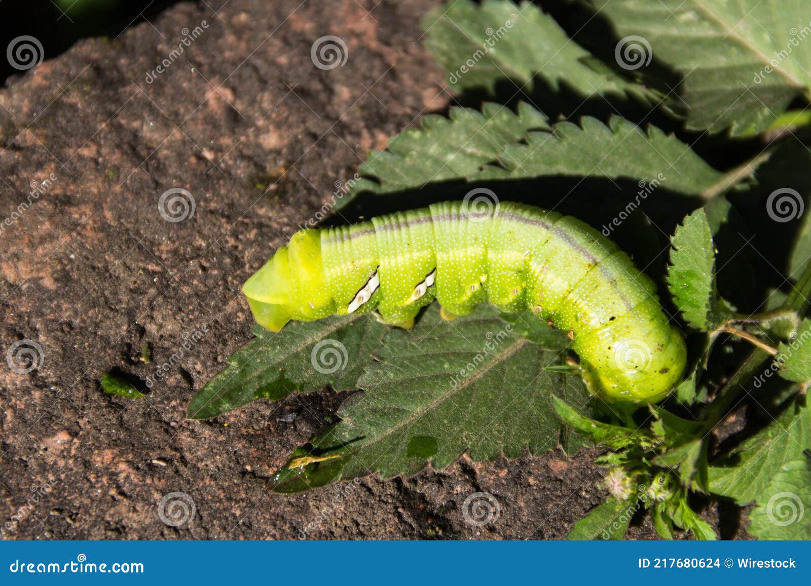 Moth Caterpillar Eumorpha Pandorus Eating on Leaf Stock Photo Image