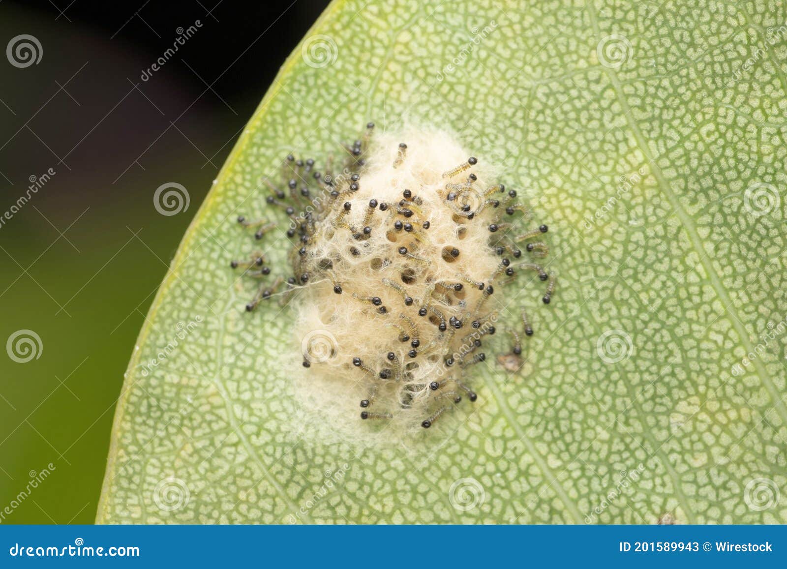 Moth Caterpillars Emerging from Eggs, Satara, Maharashtra, India Stock