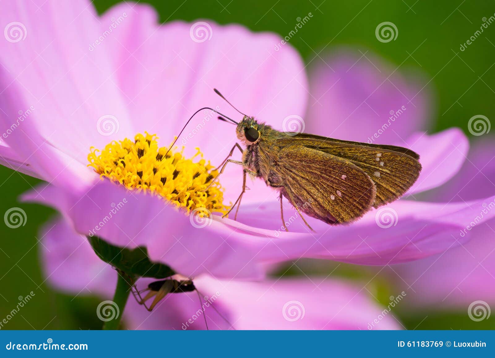 Moth on daisy