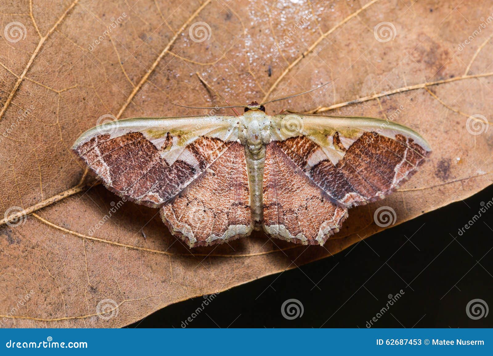 Moth on dried leaf stock image. Image of wildlife, animal 62687453