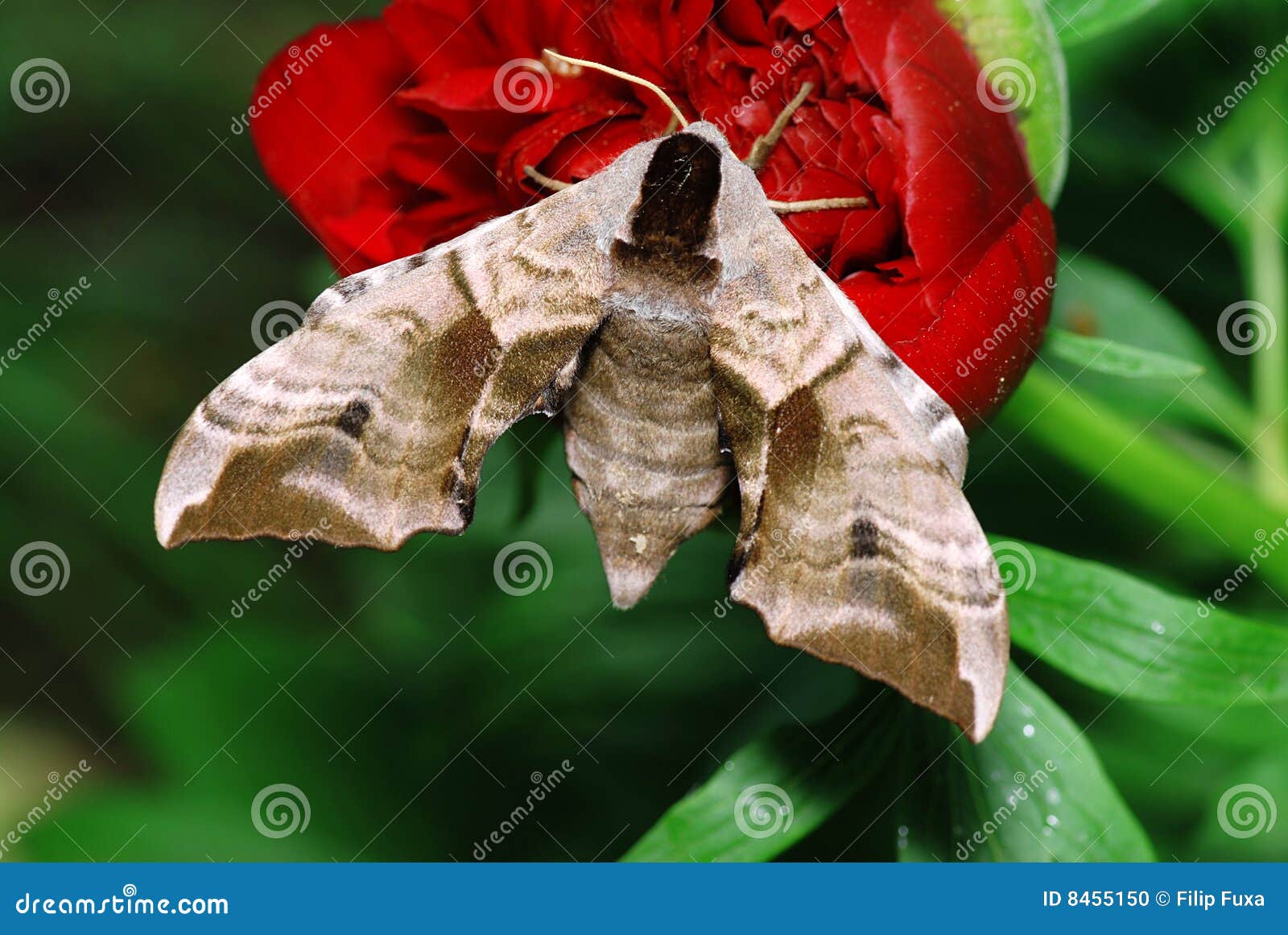 Moth and flower stock photo. Image of nature, butterfly 8455150