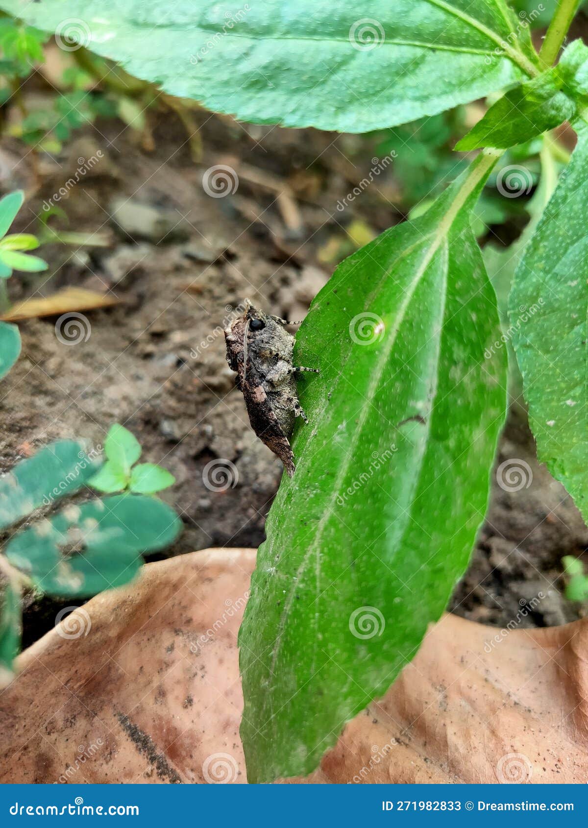 Moth Insects that Live Around Leaves and Soil Stock Image Image of