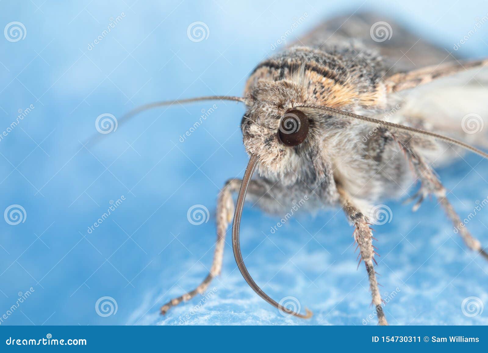 A Moth with Its Proboscis Extended Stock Image - Image of eyes, macro:  154730311, image size:1600x1157