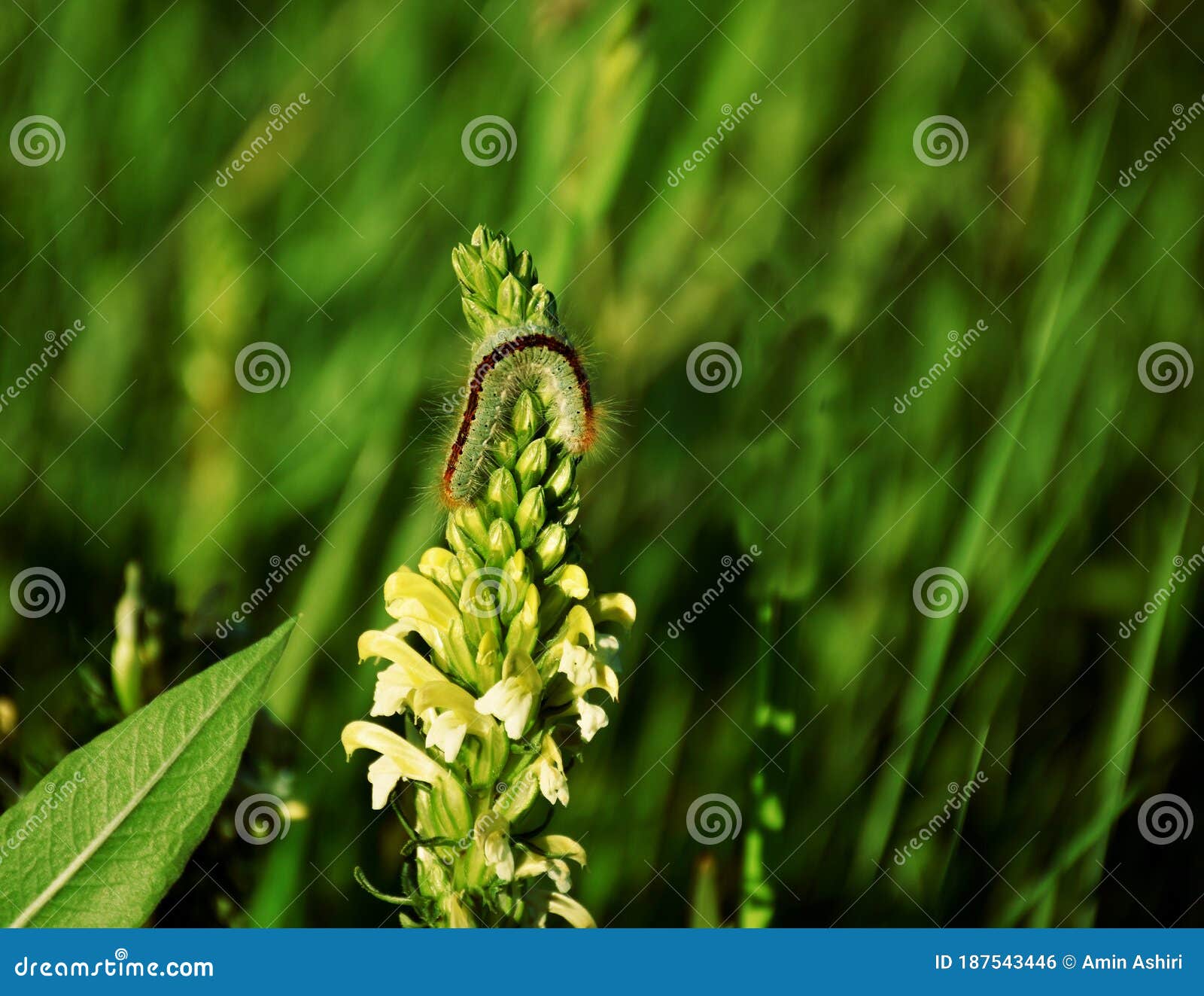 Wax Cocoons With The Larvae Of Future Queens Of Bees Stock Photography ...