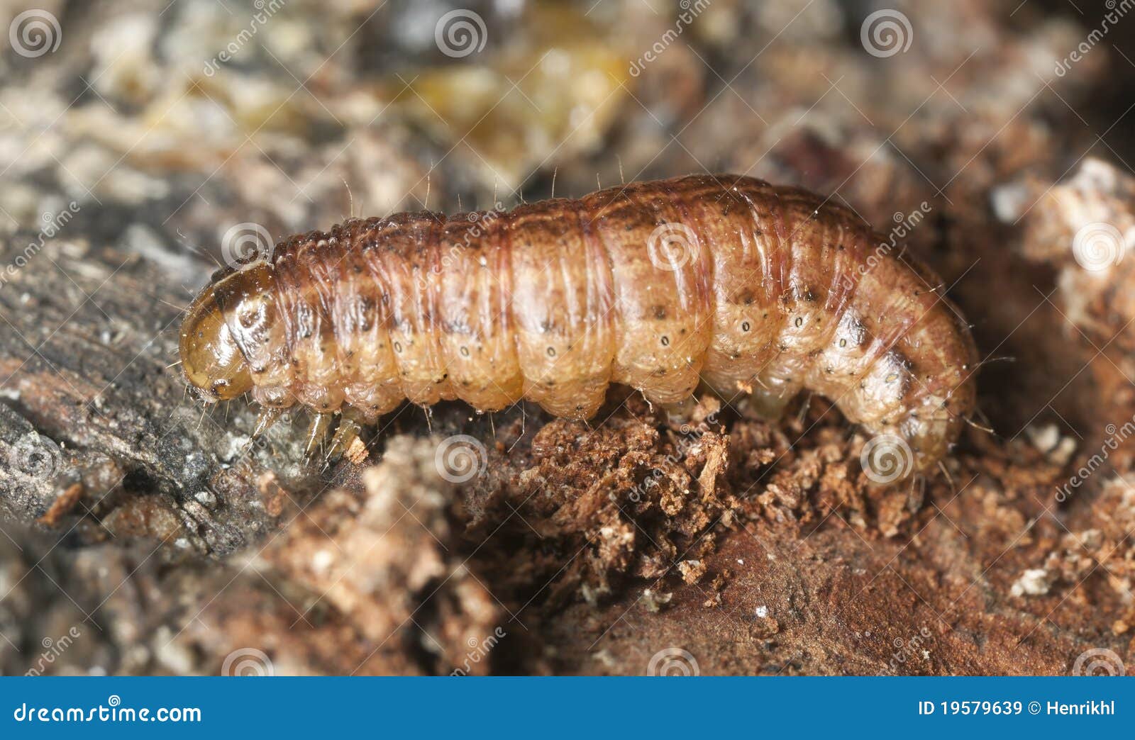 Moth larvae on wood stock image. Image of horizontal 19579639