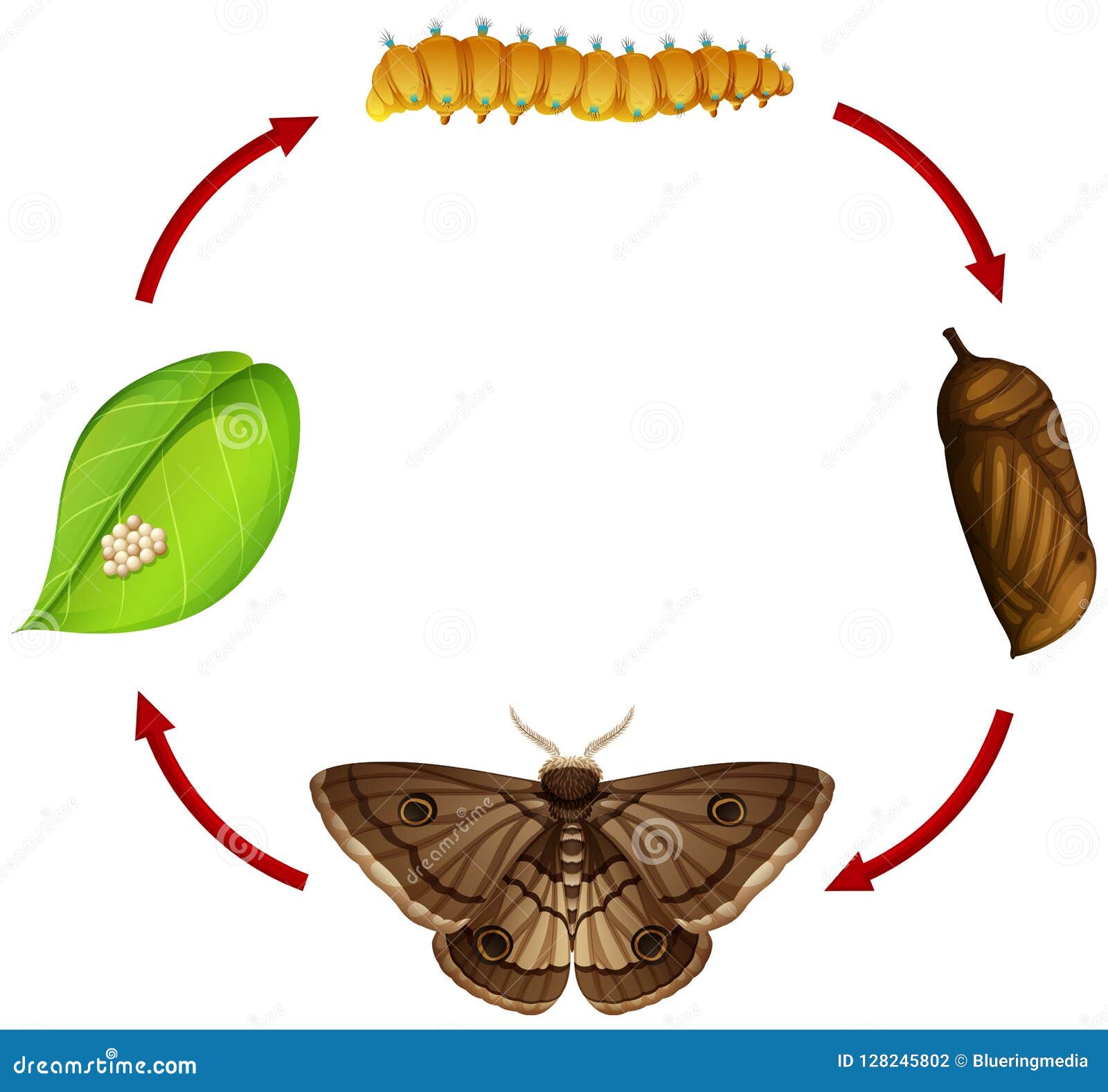 Moth life cycle concept stock vector. Illustration of cycle - 128245802
