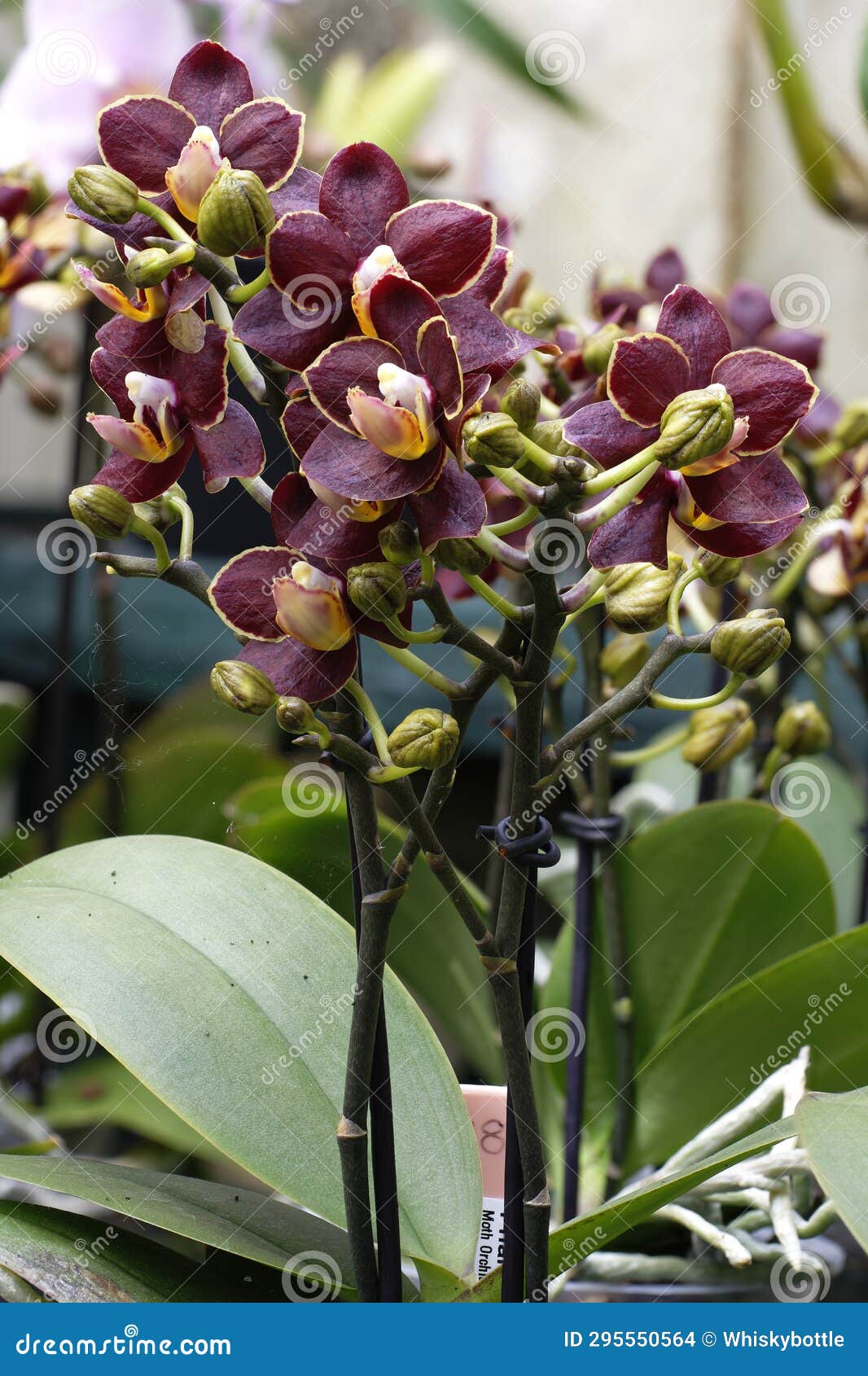 Moth Orchid stock photo. Image of landscape, horizontal 295550564