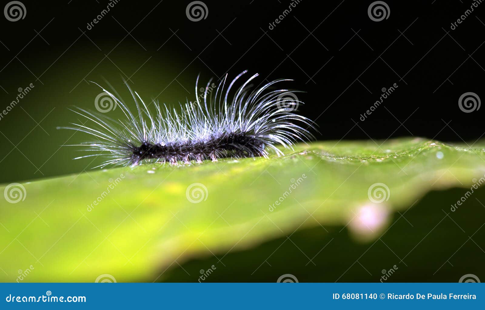 loja caterpillar em sao paulo