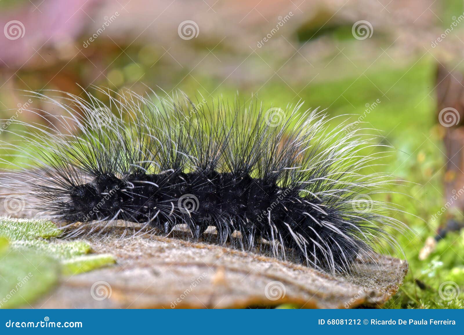 loja caterpillar em sao paulo