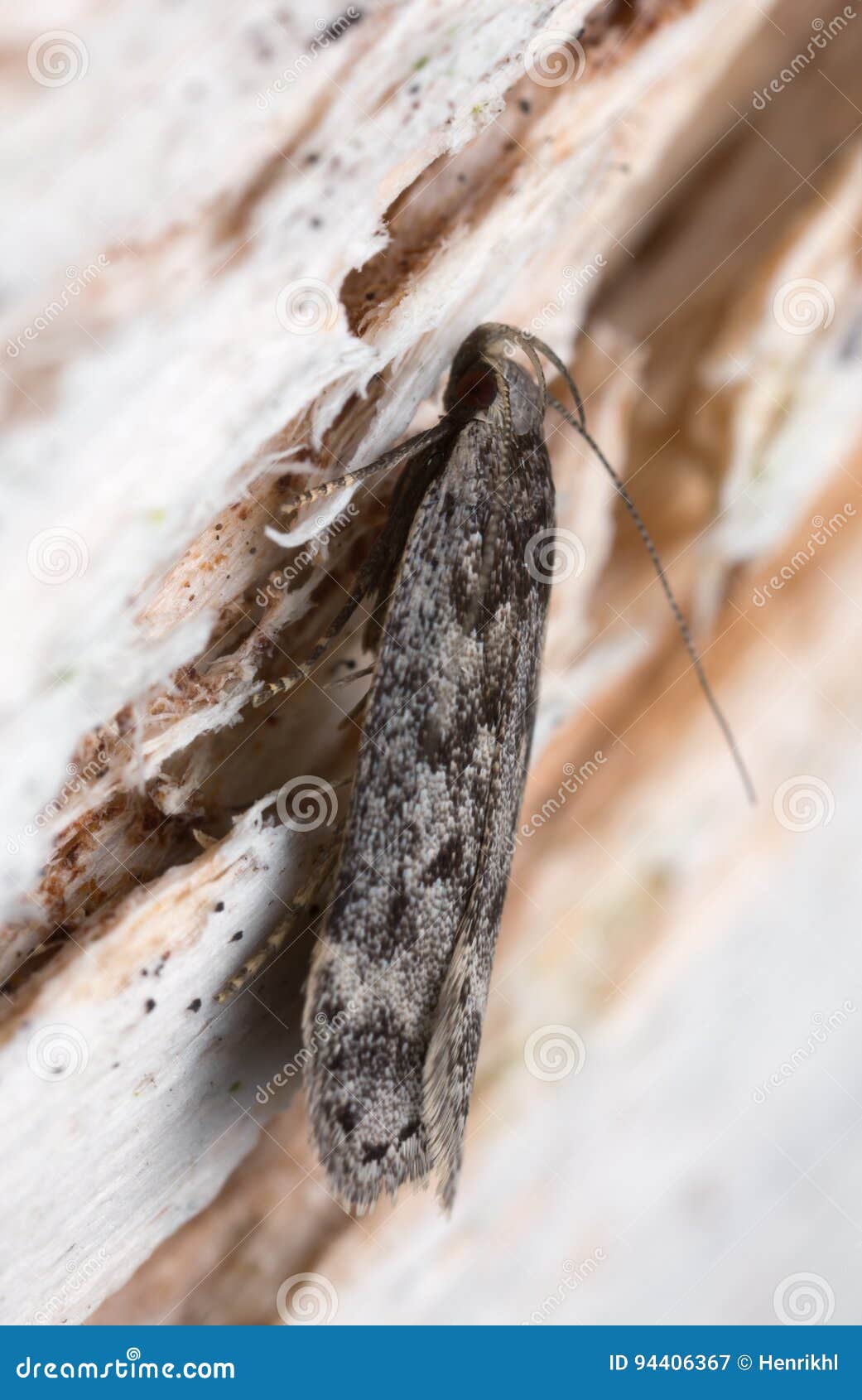 Moth on wood stock image. Image of animal, color, lepidoptera 94406367