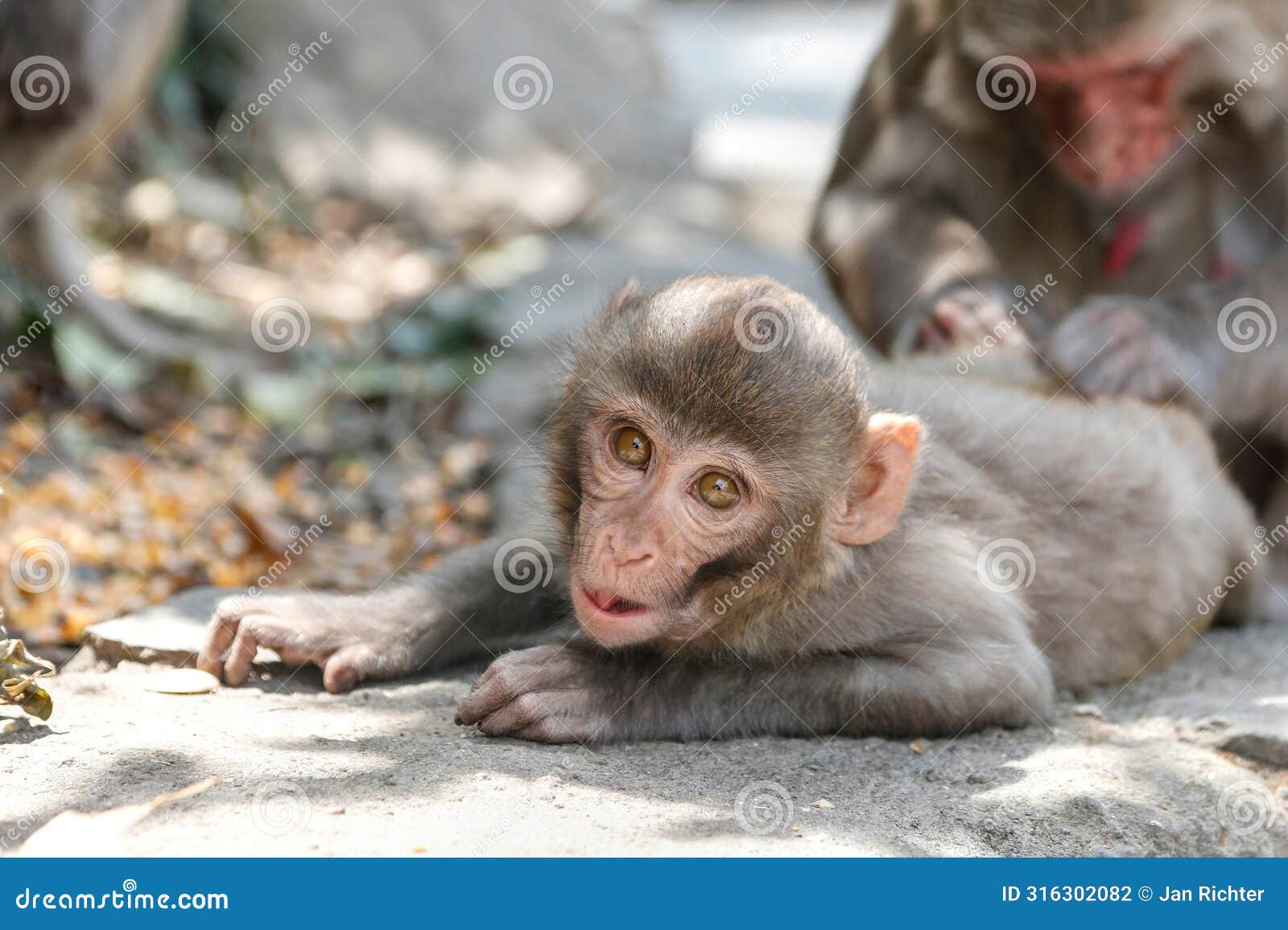 mother ape picking fleas off baby ape