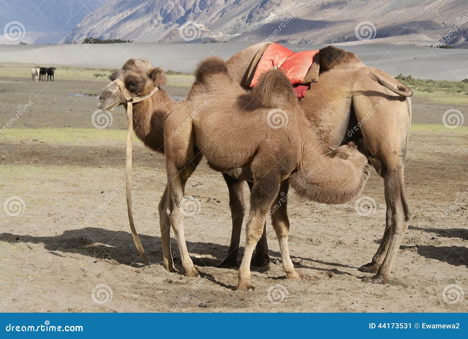 mother and baby bactrian camel in desert nubra valley