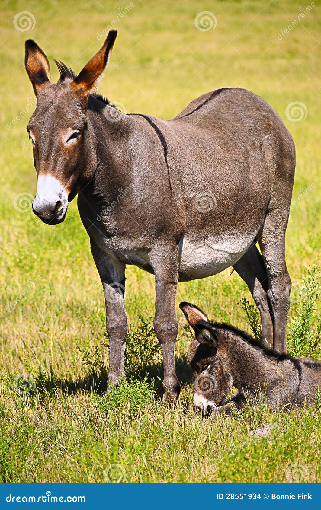 Mother and Baby Donkey stock photo. Image of state, mother - 28551934