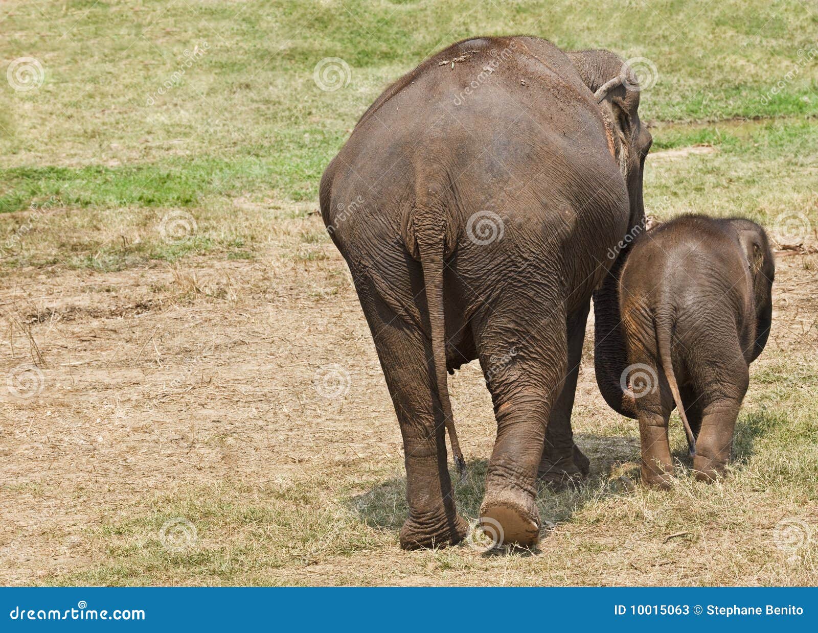 Mother and baby elephant. stock image. Image of huge 10015063