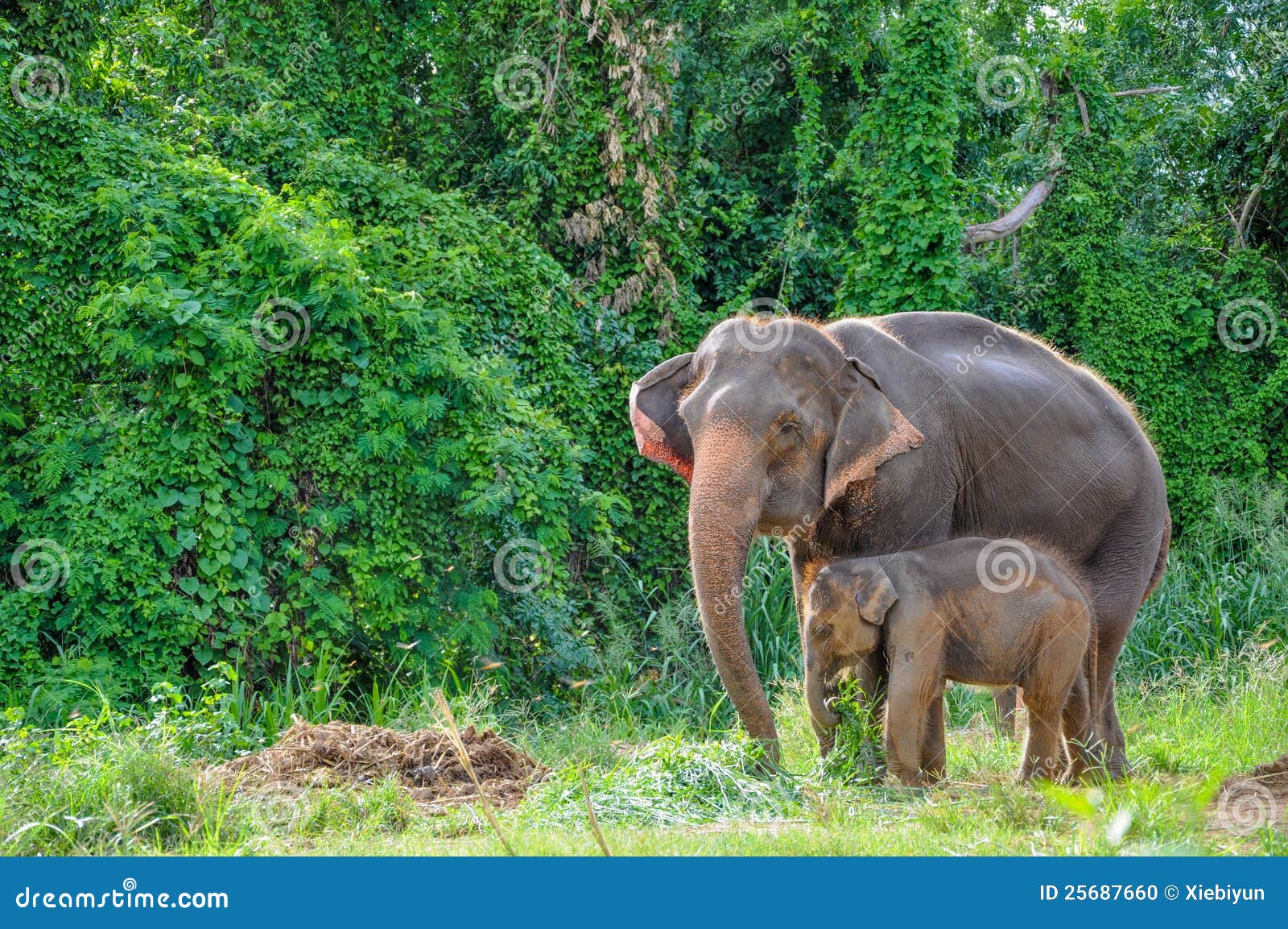 Mother Elephant And Baby Elephant RoyaltyFree Stock Image